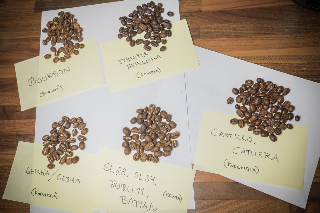 Arabica-kahvilajikkeiden erot: onko ”taviksen” mahdollista huomata eroja?
